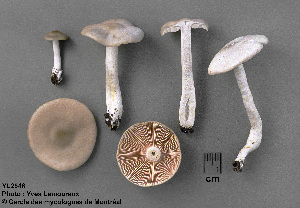  ( - MQ25a-CMMF002846)  @11 [ ] (bc-nc) (1996) Yves Lamoureux CMMF