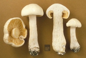  ( - MQ25a-CMMF002856)  @11 [ ] (bc-nc) (1996) Yves Lamoureux CMMF