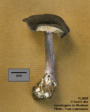  ( - MQ25a-CMMF002868)  @11 [ ] (bc-nc) (1996) Yves Lamoureux CMMF