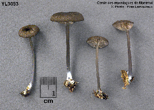  ( - MQ25a-CMMF003053)  @11 [ ] (bc-nc) (1997) Yves Lamoureux CMMF