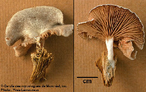  ( - MQ25a-CMMF003060)  @11 [ ] (bc-nc) (1997) Yves Lamoureux CMMF