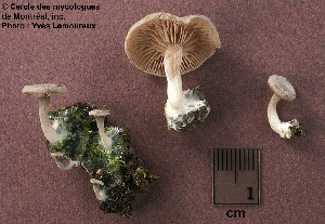  ( - MQ25a-CMMF003066)  @11 [ ] (bc-nc) (1997) Yves Lamoureux CMMF