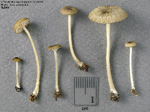  ( - MQ25a-CMMF003069)  @11 [ ] (bc-nc) (1997) Yves Lamoureux CMMF