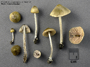  ( - MQ25a-CMMF003076)  @11 [ ] (bc-nc) (1997) Yves Lamoureux CMMF