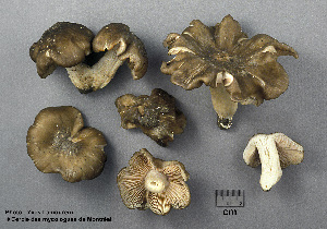  (Entoloma subcostatum - MQ25a-CMMF003080)  @11 [ ] (bc-nc) (1997) Yves Lamoureux CMMF