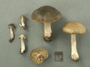  ( - MQ25a-CMMF003179)  @11 [ ] (bc-nc) (1998) Yves Lamoureux CMMF