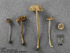  ( - MQ25a-CMMF003184)  @11 [ ] (bc-nc) (1998) Yves Lamoureux CMMF