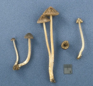  ( - MQ25a-CMMF003185)  @11 [ ] (bc-nc) (1998) Yves Lamoureux CMMF