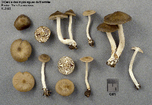  ( - MQ25a-CMMF003193)  @11 [ ] (bc-nc) (1998) Yves Lamoureux CMMF