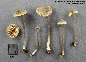  ( - MQ25a-CMMF003211)  @11 [ ] (bc-nc) (1998) Yves Lamoureux CMMF