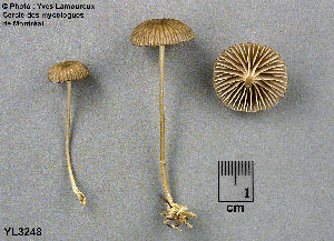  ( - MQ25a-CMMF003248)  @11 [ ] (bc-nc) (1998) Yves Lamoureux CMMF