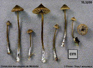  ( - MQ25a-CMMF003256)  @11 [ ] (bc-nc) (1998) Yves Lamoureux CMMF