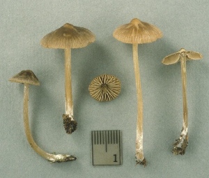  ( - MQ25a-CMMF003305)  @11 [ ] (bc-nc) (1999) Yves Lamoureux CMMF