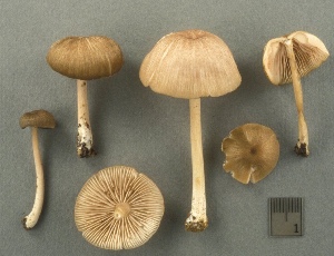  (Entoloma fragrans - MQ25a-CMMF003319)  @11 [ ] (bc-nc) (1999) Yves Lamoureux CMMF