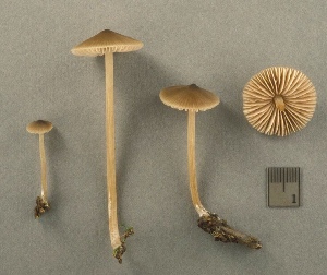  ( - MQ25a-CMMF003357)  @11 [ ] (bc-nc) (1999) Yves Lamoureux CMMF