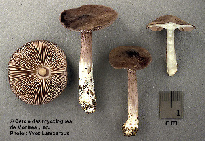  ( - MQ25a-CMMF003362)  @11 [ ] (bc-nc) (1999) Yves Lamoureux CMMF