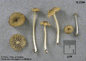  ( - MQ25a-CMMF003366)  @11 [ ] (bc-nc) (1999) Yves Lamoureux CMMF