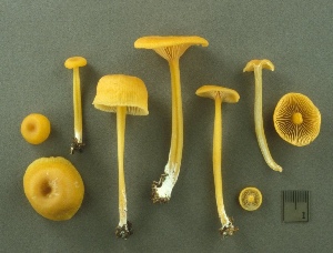  ( - MQ25a-CMMF003449)  @11 [ ] (bc-nc) (2000) Yves Lamoureux CMMF