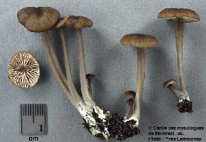 (Entoloma variiceps - MQ25a-CMMF003455)  @11 [ ] (bc-nc) (2000) Yves Lamoureux CMMF