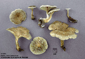  (Rhodocybe mundula - MQ25a-CMMF003469)  @11 [ ] (bc-nc) (2000) Yves Lamoureux CMMF