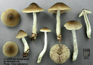  ( - MQ25a-CMMF003527)  @11 [ ] (bc-nc) (2000) Yves Lamoureux CMMF