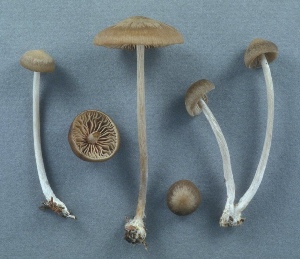  ( - MQ25a-CMMF003615)  @11 [ ] (bc-nc) (2002) Yves Lamoureux CMMF