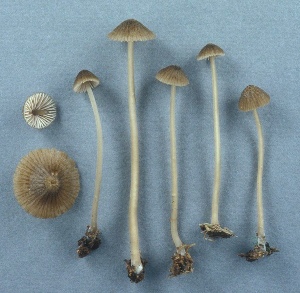  ( - MQ25a-CMMF003619)  @11 [ ] (bc-nc) (2002) Yves Lamoureux CMMF