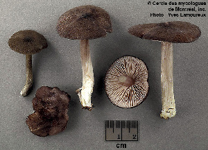  ( - MQ25a-CMMF003697)  @11 [ ] (bc-nc) (2002) Yves Lamoureux CMMF