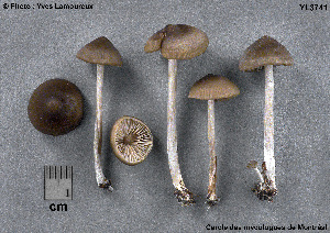  ( - MQ25a-CMMF003741)  @11 [ ] (bc-nc) (2003) Yves Lamoureux CMMF