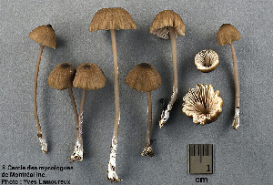  ( - MQ25a-CMMF003744)  @11 [ ] (bc-nc) (2003) Yves Lamoureux CMMF