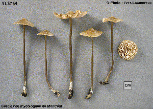  ( - MQ25a-CMMF003754)  @11 [ ] (bc-nc) (2003) Yves Lamoureux CMMF