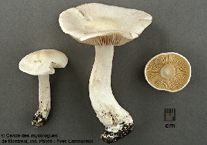  ( - MQ25a-CMMF003768)  @11 [ ] (bc-nc) (2003) Yves Lamoureux CMMF