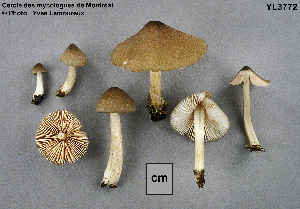  ( - MQ25a-CMMF003772)  @11 [ ] (bc-nc) (2003) Yves Lamoureux CMMF