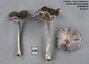  (Entoloma velutinum - MQ25a-CMMF003777)  @11 [ ] (bc-nc) (2003) Yves Lamoureux CMMF