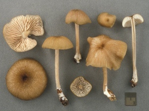  ( - MQ25a-CMMF003780)  @11 [ ] (bc-nc) (2003) Yves Lamoureux CMMF