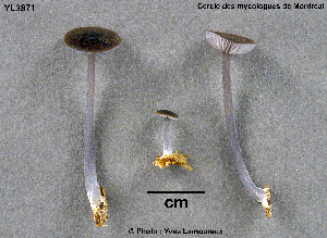  ( - MQ25a-CMMF003781)  @11 [ ] (bc-nc) (2003) Yves Lamoureux CMMF