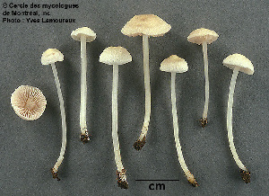  ( - MQ25a-CMMF003789)  @11 [ ] (bc-nc) (2003) Yves Lamoureux CMMF