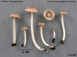  ( - MQ25a-CMMF003794)  @11 [ ] (bc-nc) (2003) Yves Lamoureux CMMF