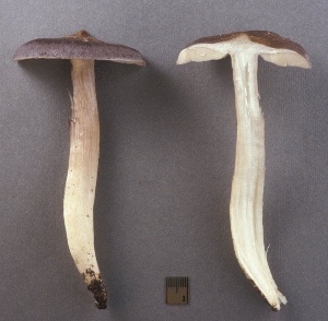  ( - MQ25a-CMMF003908)  @11 [ ] (bc-nc) (2005) Yves Lamoureux CMMF