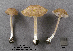  ( - MQ25a-CMMF003933)  @11 [ ] (bc-nc) (2005) Yves Lamoureux CMMF