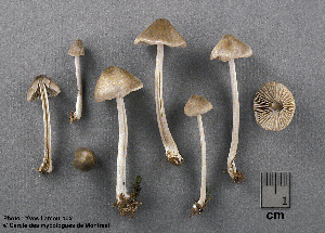  ( - MQ25a-CMMF003942)  @11 [ ] (bc-nc) (2005) Yves Lamoureux CMMF