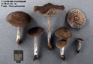  ( - MQ25a-CMMF003956)  @11 [ ] (bc-nc) (2005) Yves Lamoureux CMMF