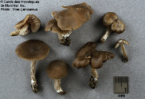  ( - MQ25a-CMMF003976)  @11 [ ] (bc-nc) (2005) Yves Lamoureux CMMF