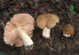  ( - MQ25a-CMMF004002)  @11 [ ] (bc-nc) (2003) Raymond Boyer CMMF