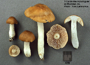  (Entoloma melleidiscum - MQ25a-CMMF004020)  @11 [ ] (bc-nc) (2006) Yves Lamoureux CMMF