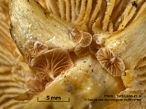  (Entoloma mephiticum - MQ25a-CMMF004029)  @11 [ ] (bc-nc) (2006) Yves Lamoureux CMMF