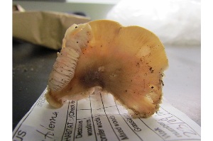  (Entoloma burlinghamiae - MQ25a-CMMF004499)  @11 [ ] (bc-nc) (2012) Langlois, A.; Turgon, J-P CMMF