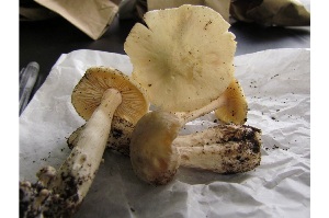  ( - MQ25a-CMMF004514)  @11 [ ] (bc-nc) (2012) Langlois, A.; Turgon, J-P CMMF