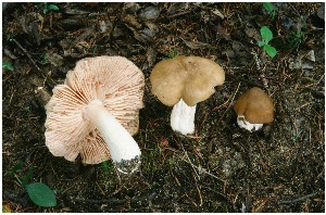  ( - MQ25a-CMMF005132)  @11 [ ] (bc-nc) (2003) Boyer, R. CMMF