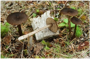  (Entoloma hebes - MQ25a-CMMF005207)  @11 [ ] (bc-nc) (2004) Boyer, R. CMMF